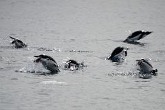 10A Penguins Jump In And Out Of The Water Near Cuverville Island On Quark Expeditions Antarctica Cruise.jpg
